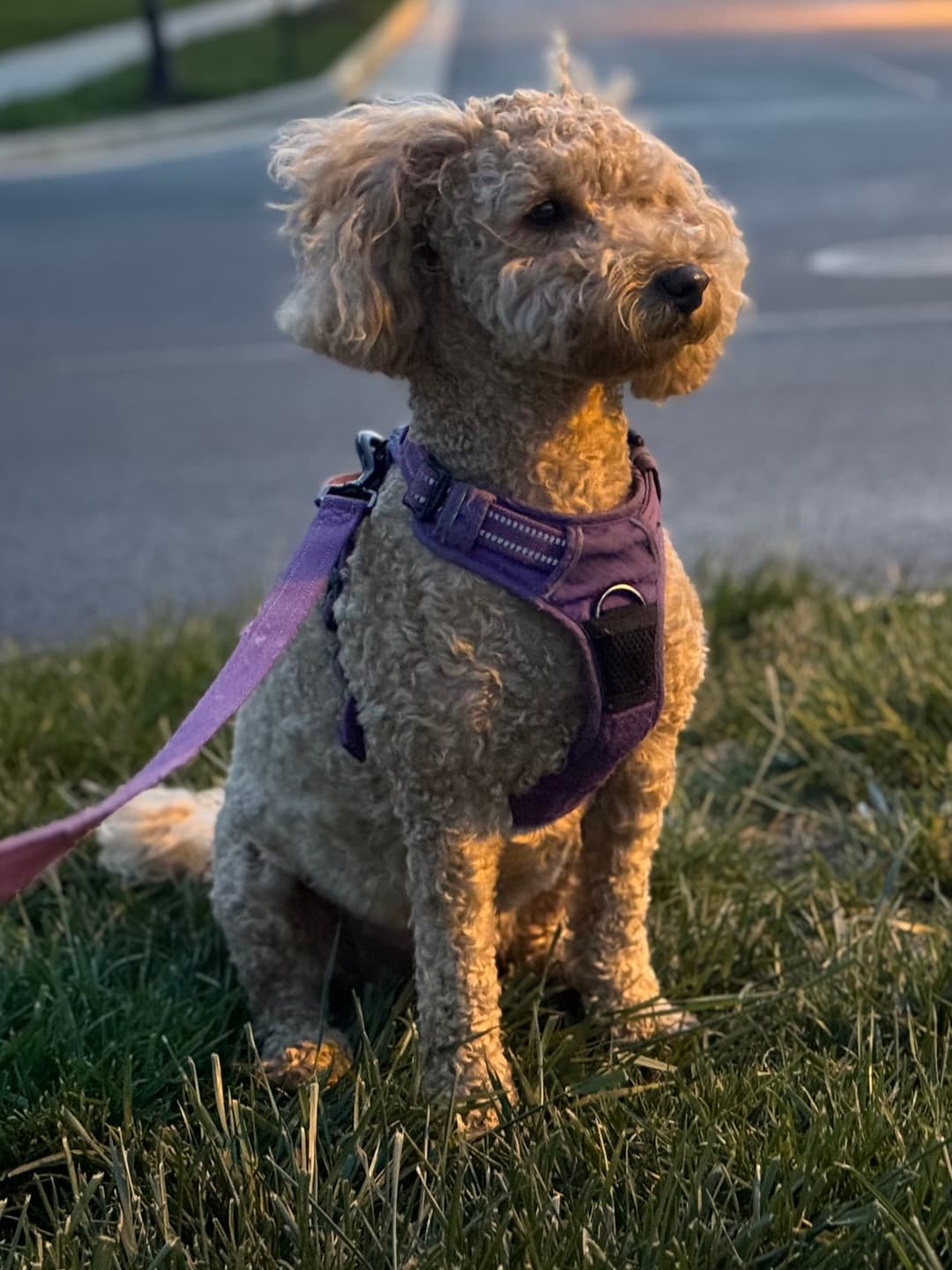 Daisy Rempe - Lost Mini Goldendoodle
